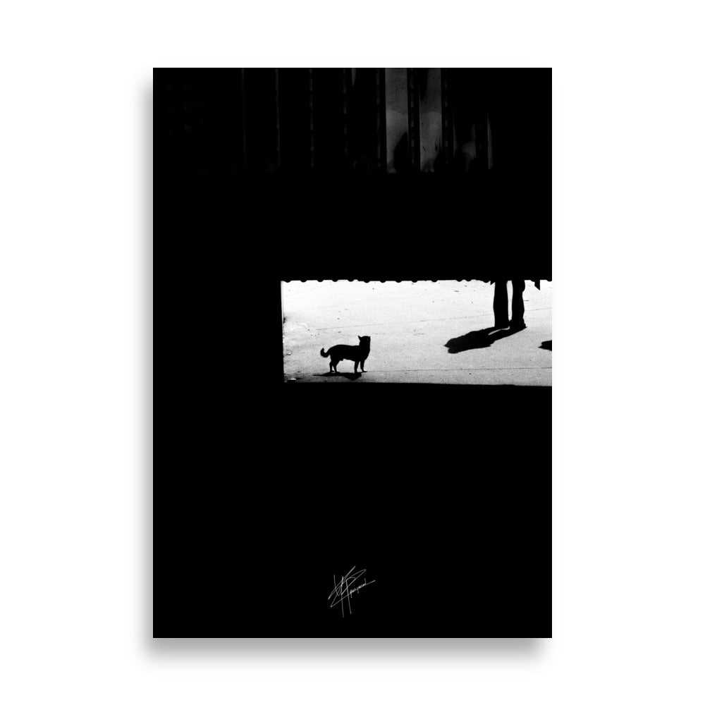 Chihuahua en noir et blanc, tapis dans l'ombre des escaliers près des quais de Bastille.