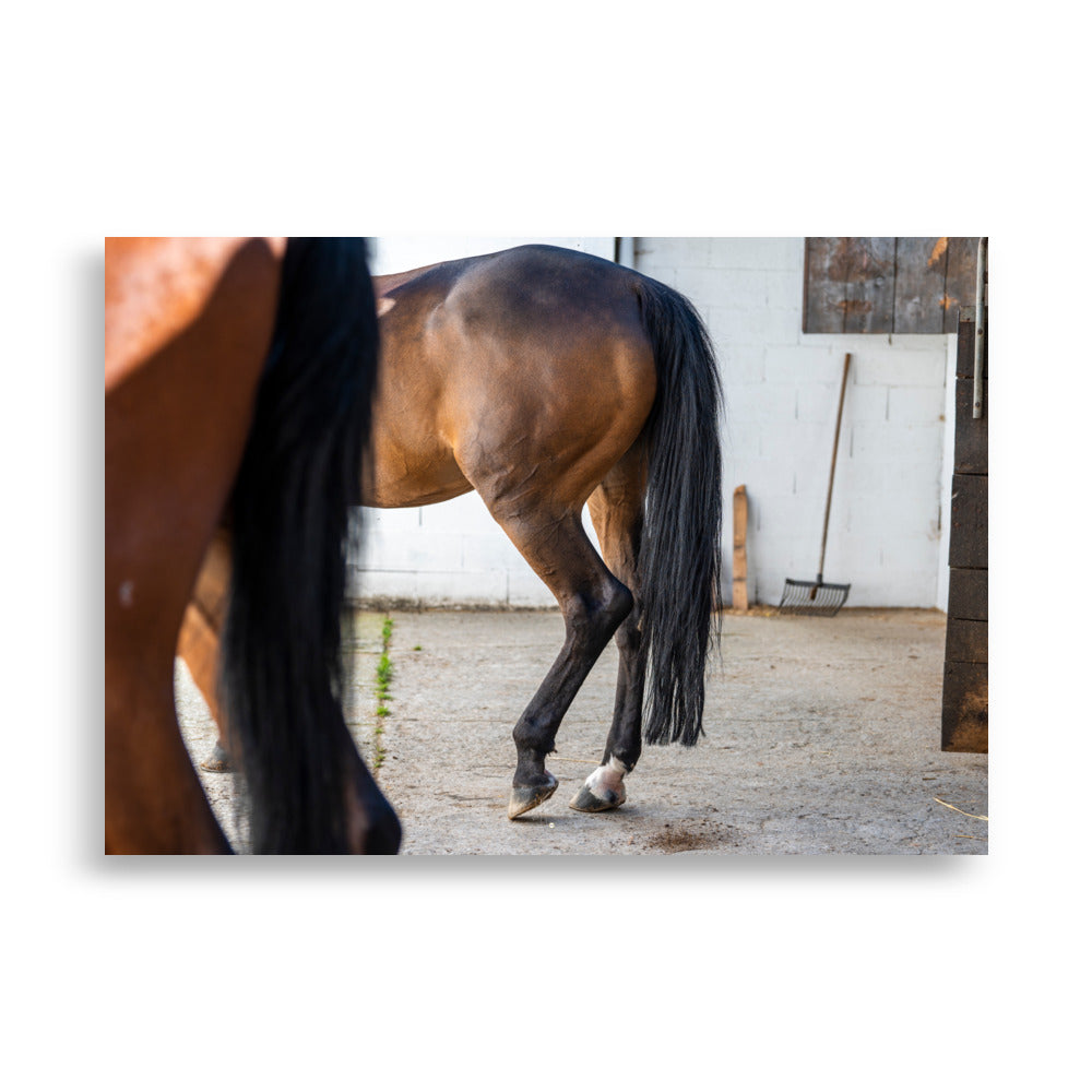 Photographie artistique 'Au repos dans l'écurie' dépeignant le mouvement gracieux d'un cheval, imprimée sur du papier de première qualité.