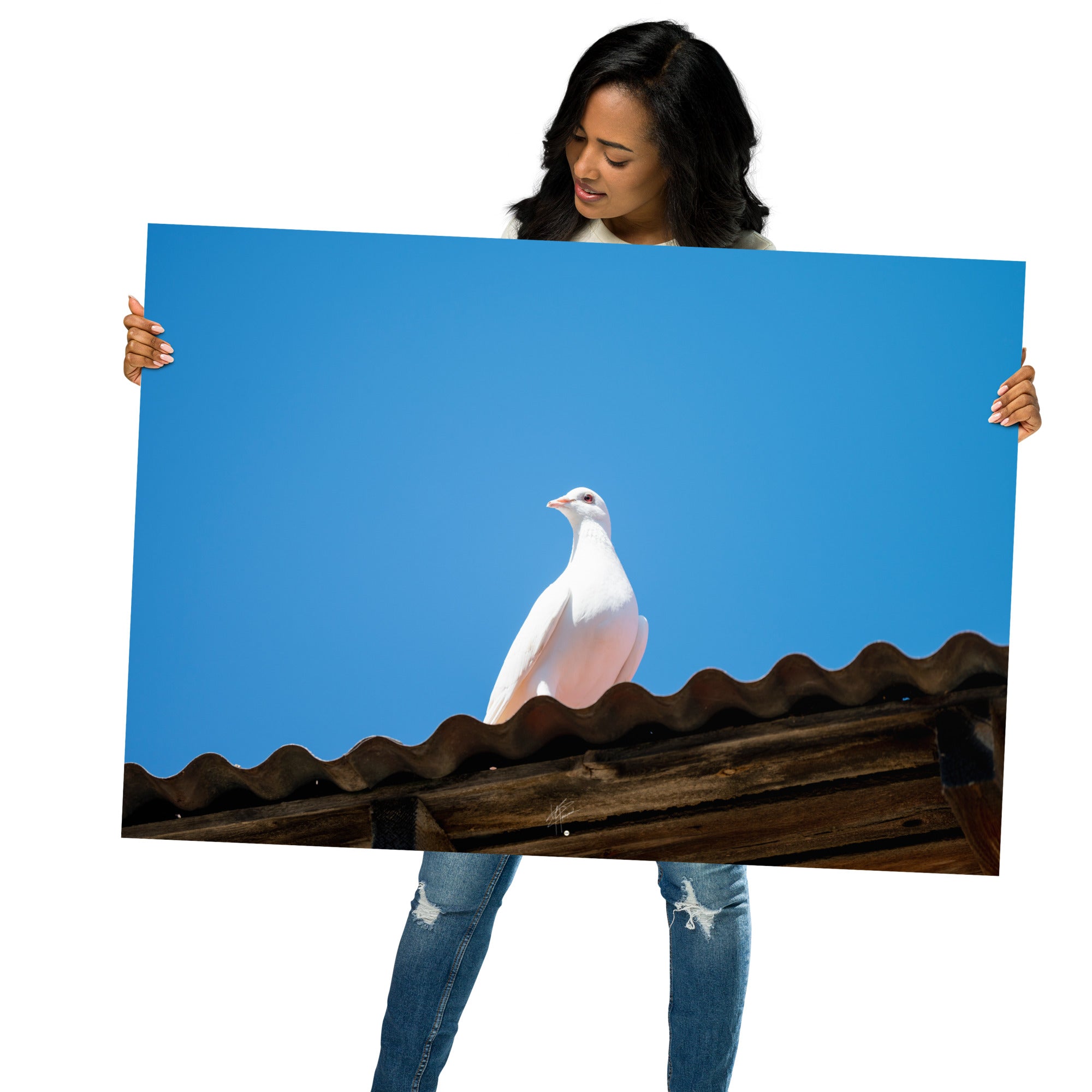 Photographie délicate 'Blanche Colombe' montrant un oiseau blanc en contemplation, imprimée sur papier haut de gamme.