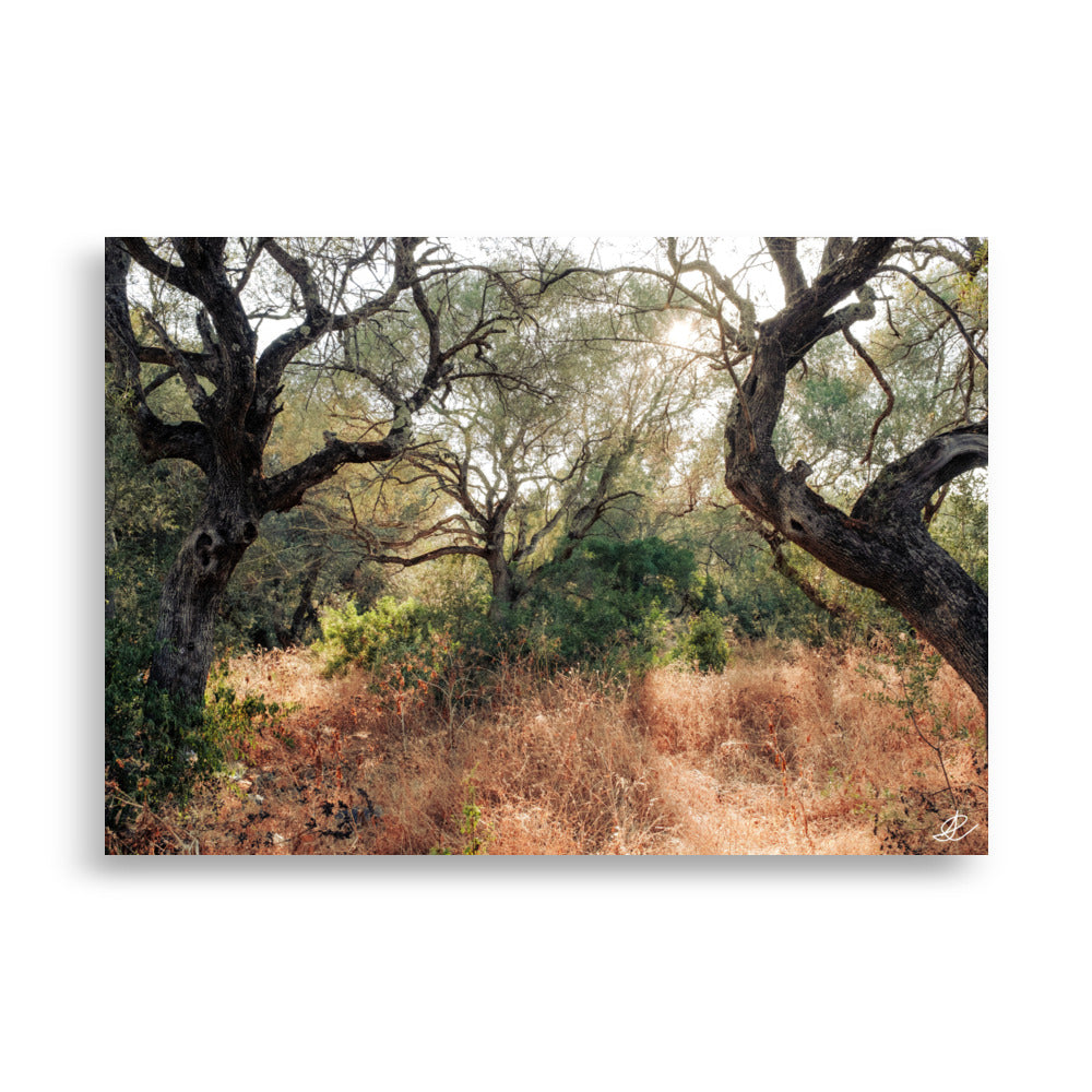 Paysage d'une forêt à Porto-Vecchio, baignée dans une lumière orangée du crépuscule, capturée par le photographe Ilan Shoham.