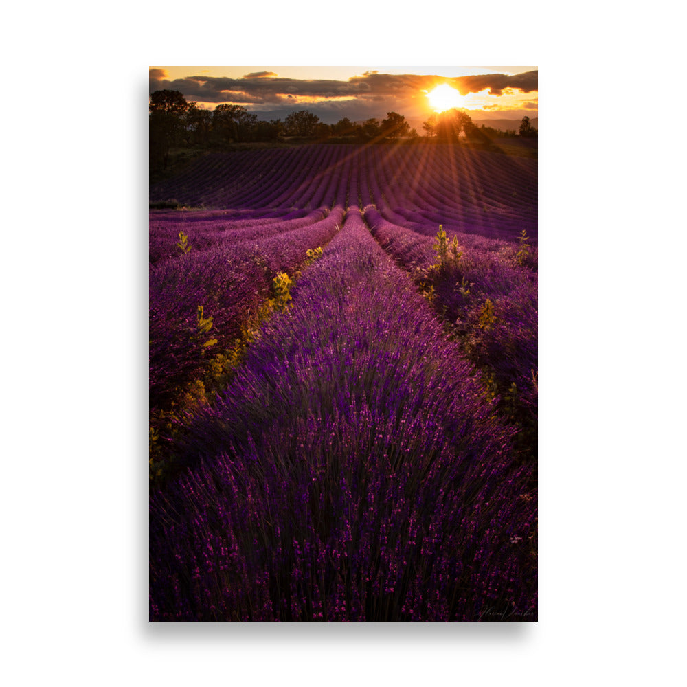 Champ de lavande vibrant baigné dans la lumière dorée du coucher du soleil, une représentation artistique signée Florian Vaucher.