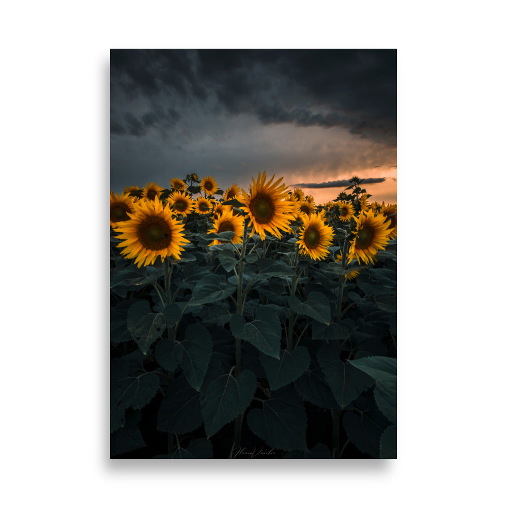 Champ luxuriant de tournesols vibrants sous le ciel d'été, photographié par Florian Vaucher.