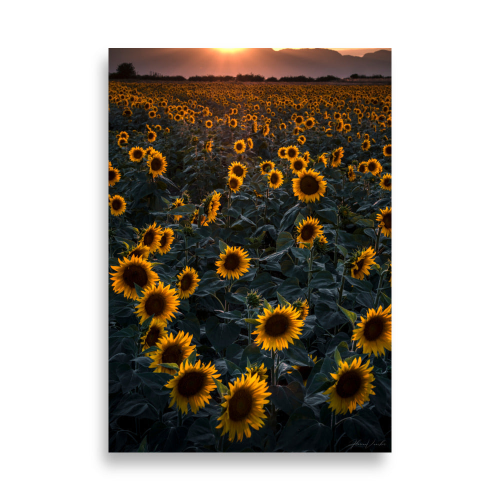 Champ de tournesols enveloppé dans la lumière dorée du crépuscule, photographié par Florian Vaucher.