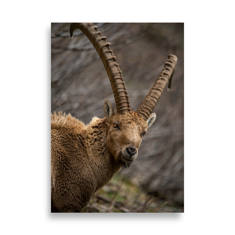 Portrait saisissant d'un bouquetin aux cornes majestueuses et regard pénétrant, capturé par le photographe Florian Vaucher.