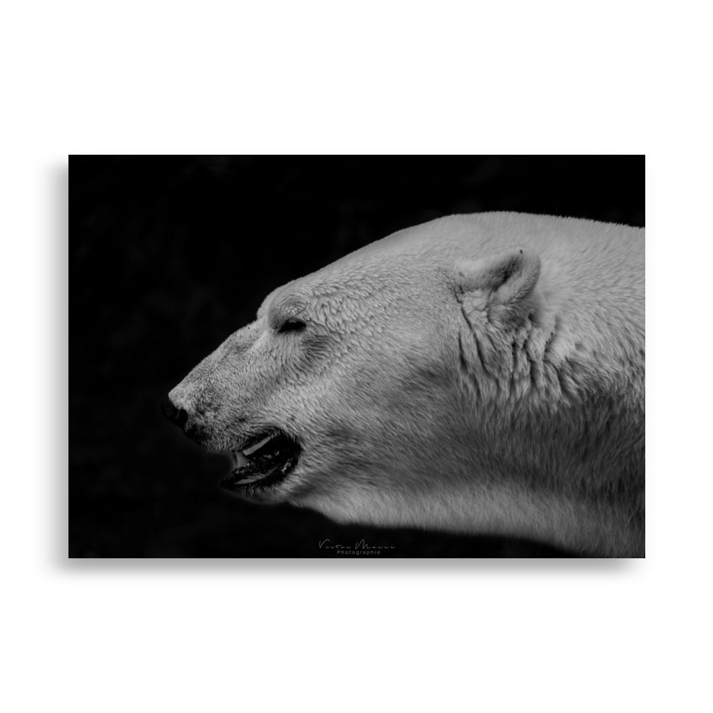 Portrait 'The White', capturant l'élégance et la puissance tranquille d'un ours polaire, son pelage blanc vibrant contrastant de manière saisissante avec un arrière-plan noir profond, créé par la photographe Victor Marre.