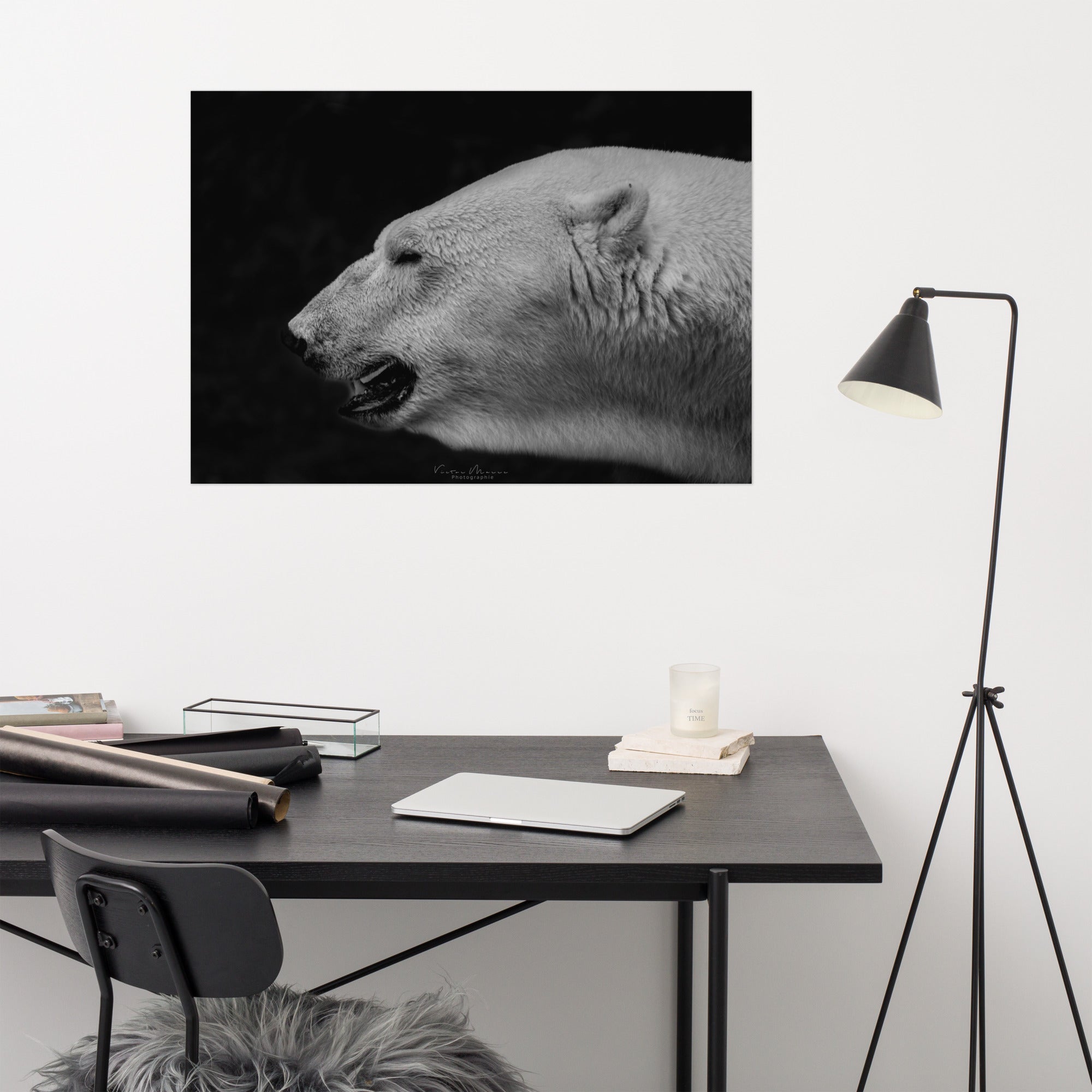 Portrait 'The White', capturant l'élégance et la puissance tranquille d'un ours polaire, son pelage blanc vibrant contrastant de manière saisissante avec un arrière-plan noir profond, créé par la photographe Victor Marre.