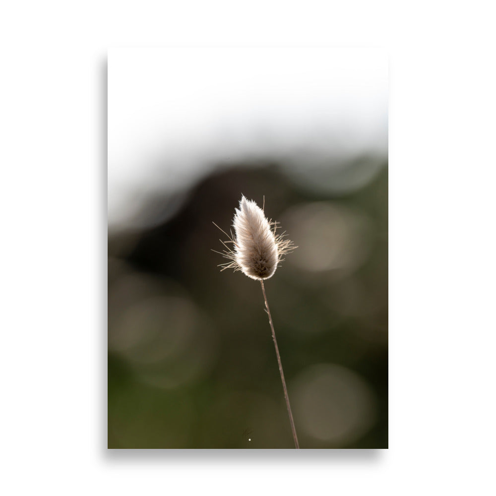 Photographie délicate 'Queue-de-lièvre', capturant de près la beauté et les détails fins d'une plante, créée par la photographe Yann Peccard.