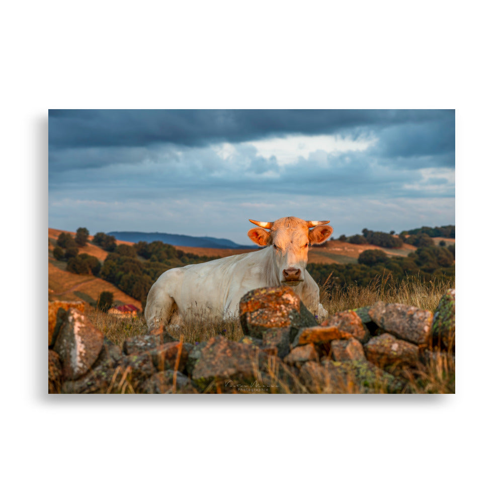 Poster 'Vache à l'Aube' illustrant une vache Charolaise entourée d'herbes hautes avec un fond montagneux au lever du soleil, photographié par Victor Marre.