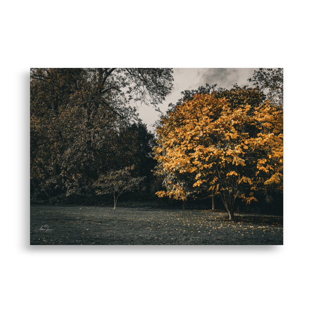 Photographie 'Arbre d'Automne' par Adrien Louraco, illustrant un arbre aux feuilles jaunes éclatantes sous un ciel clair.