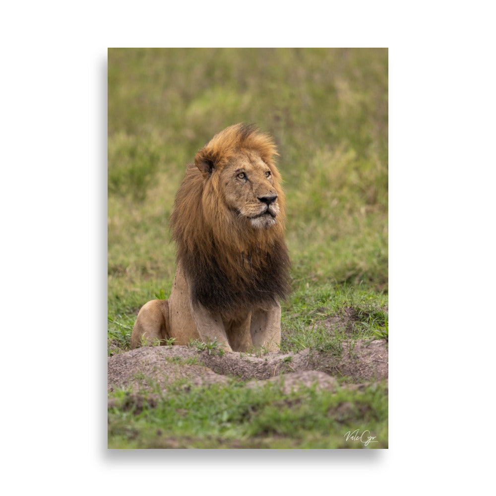 Photographie d'un lion majestueux dans la savane, capturée par Valérie et Cyril Buffel, mettant en avant sa posture noble et sa crinière riche en couleur.