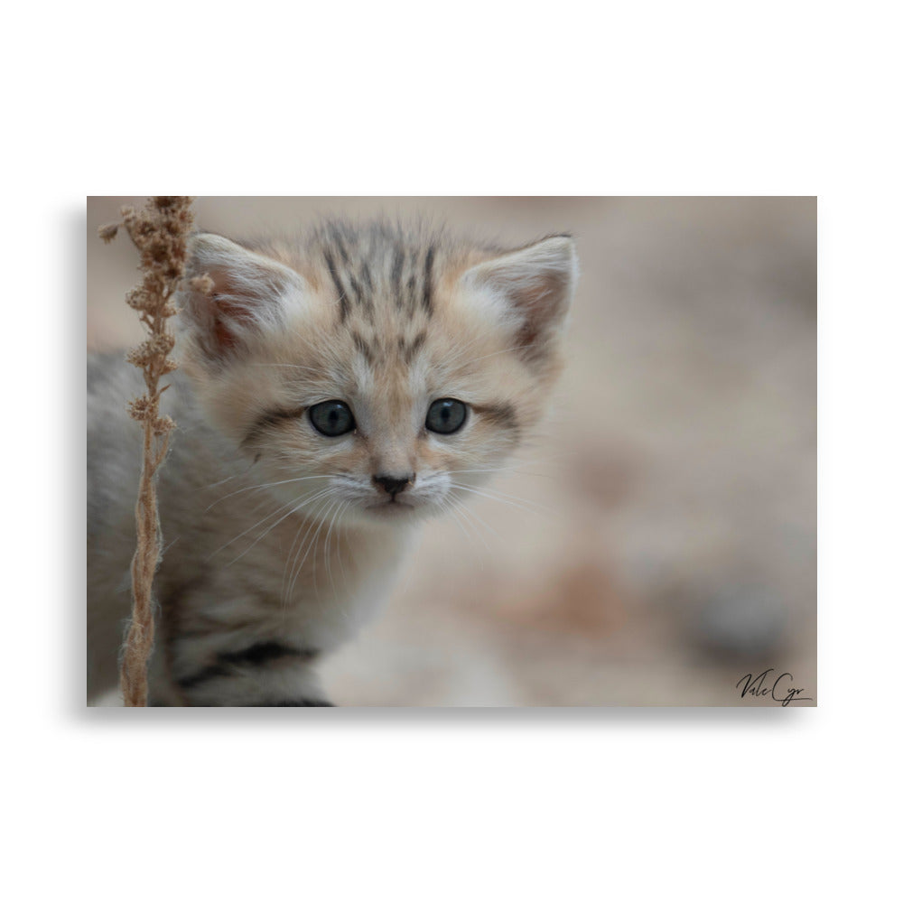 Poster chaton