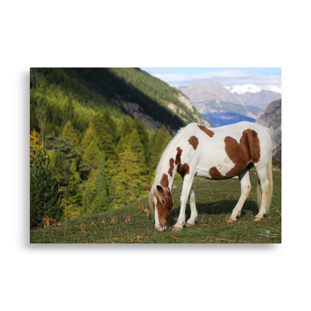 Photo de cheval en montagne