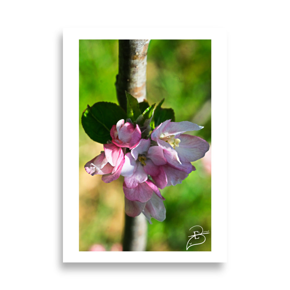 Poster de fleurs de pommier