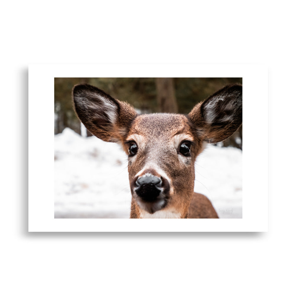 Poster d'un cerf en amérique