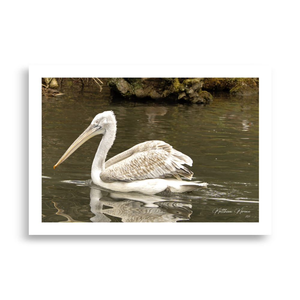 Affiche d'un pélican blanc et gris sur l'eau