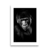 Poster de singe en noir et blanc