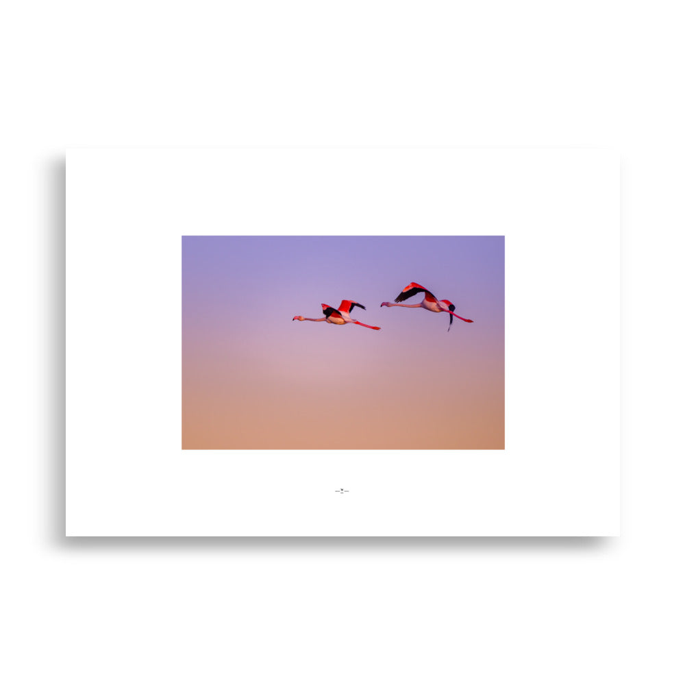 Poster flamant rose en plein vol