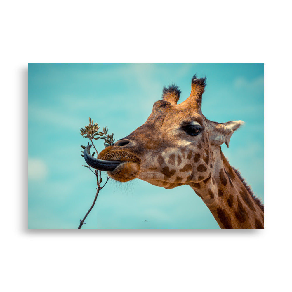 Poster photo - Girafe qui mange - Emmanuel Alpe - Affiche 70x100