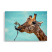 Poster photo - Girafe qui mange - Emmanuel Alpe - Affiche 70x100