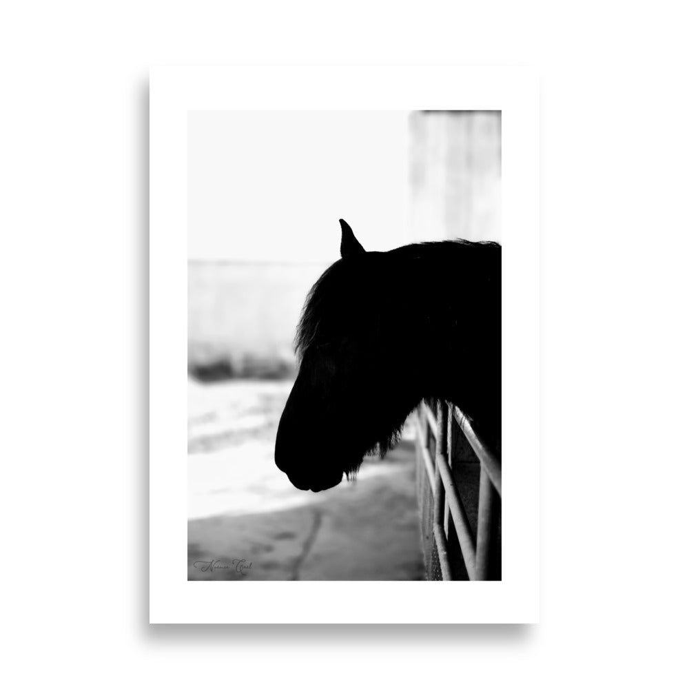 Poster Photo - Cheval en noir et blanc - Noémie Cael - Affiche 70x100