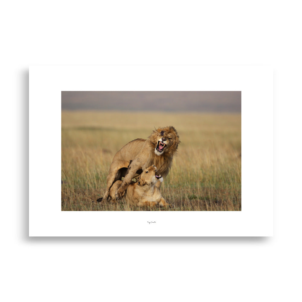 Poster photo - SCARFACE - Tony Crocetta - Photographie animalière d'un Lion et d'une Lionne dans la savane - Affiche 70x100