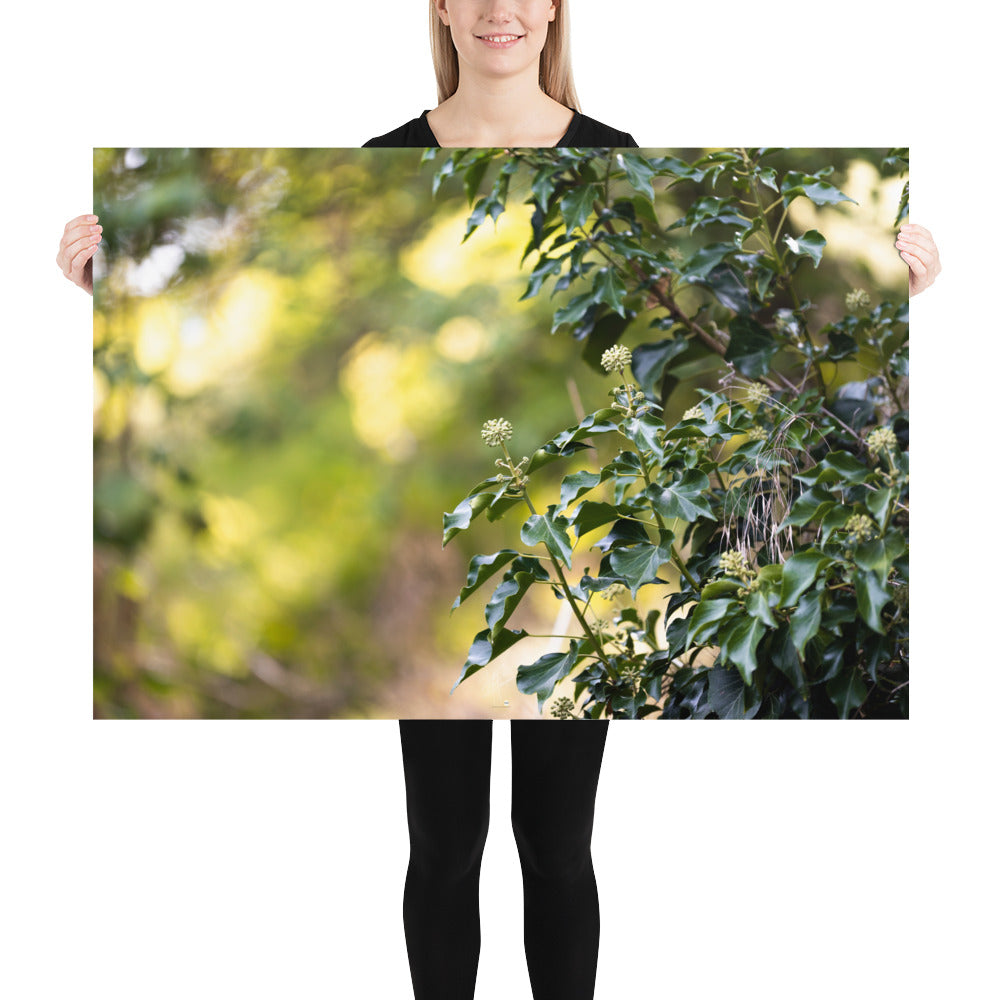 Poster photographique 'Lierre Grimpant', montrant un gros plan d'une plante grimpante en toute sa splendeur.