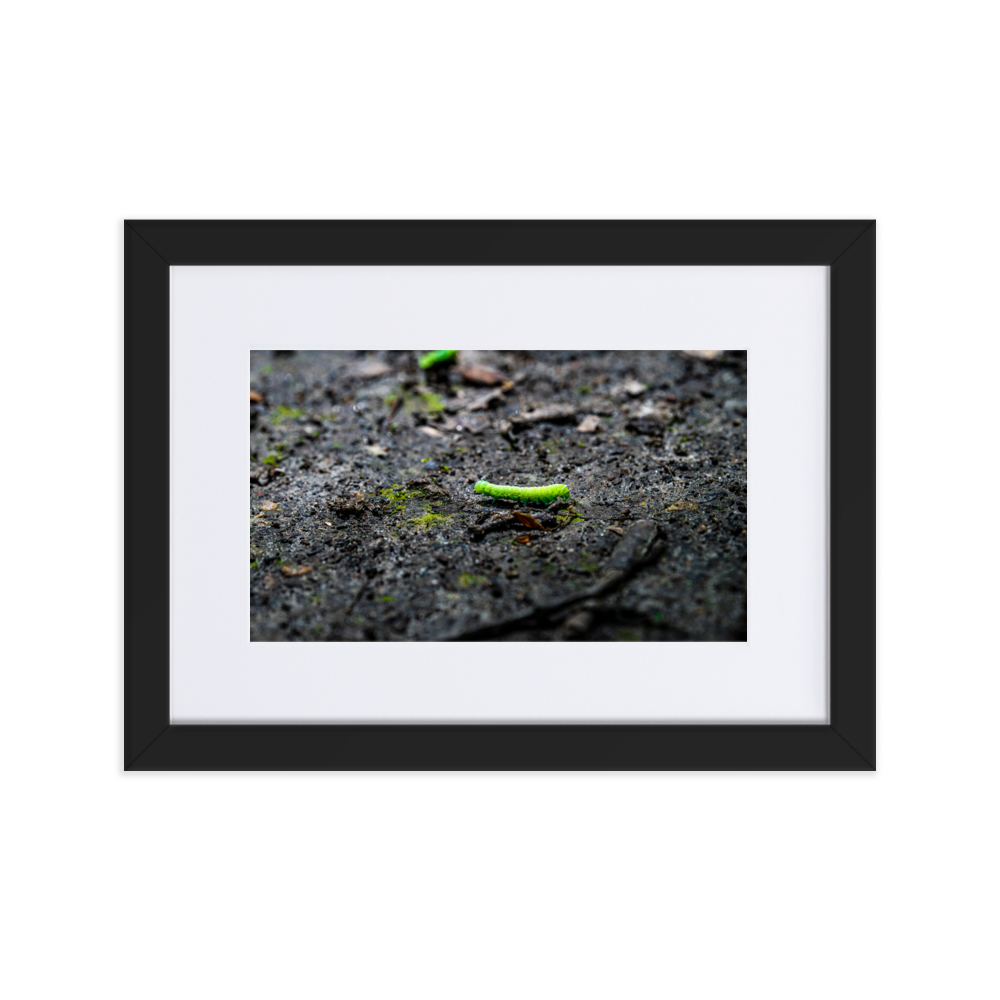 Photographie de poster unique mettant en vedette une chenille verte vibrant sur un arrière-plan doux et naturel.