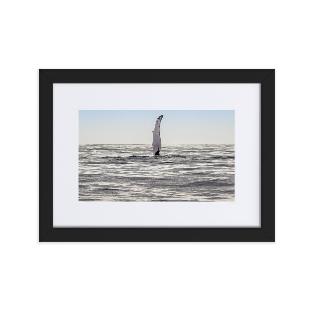 Photographie 'Baleine à Bosse' par Charles Coley, capturant un moment furtif et majestueux d'une nageoire de baleine émergeant des profondeurs bleues de l'océan, un symbole de la liberté et du mystère du monde marin, ajoutant une essence de nature et de sérénité à votre espace intérieur.