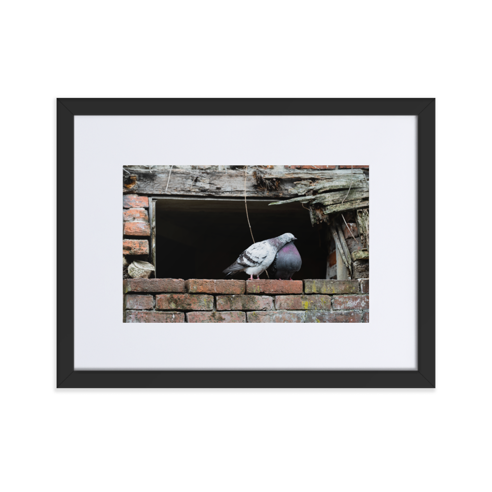 Poster du 'Calin', photographie attendrissante de deux pigeons à Honfleur.