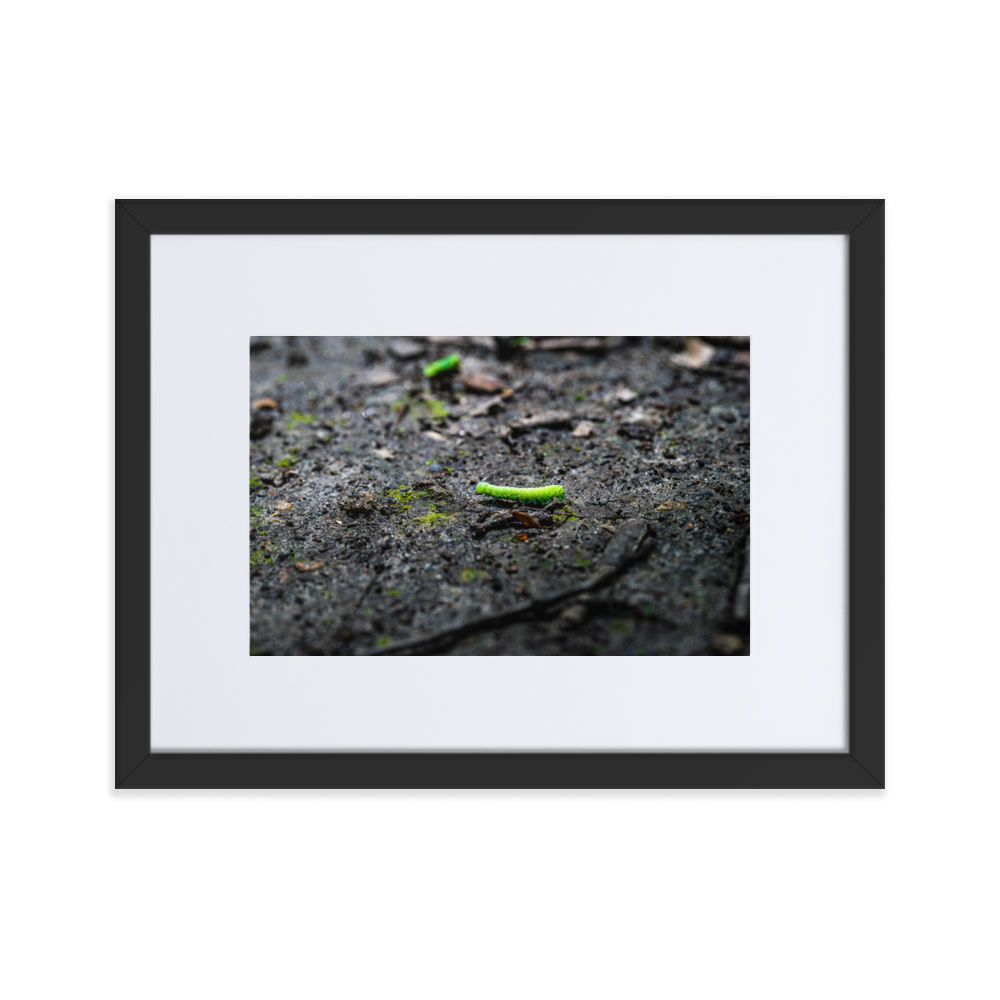 Photographie de poster unique mettant en vedette une chenille verte vibrant sur un arrière-plan doux et naturel.