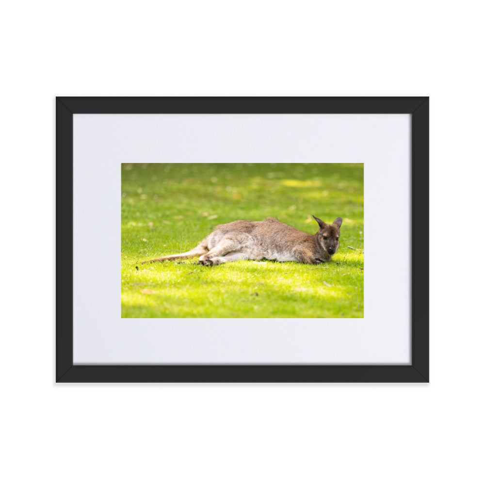 Poster animalier mettant en vedette un wallaby de Bennett reposant paisiblement dans son environnement naturel.