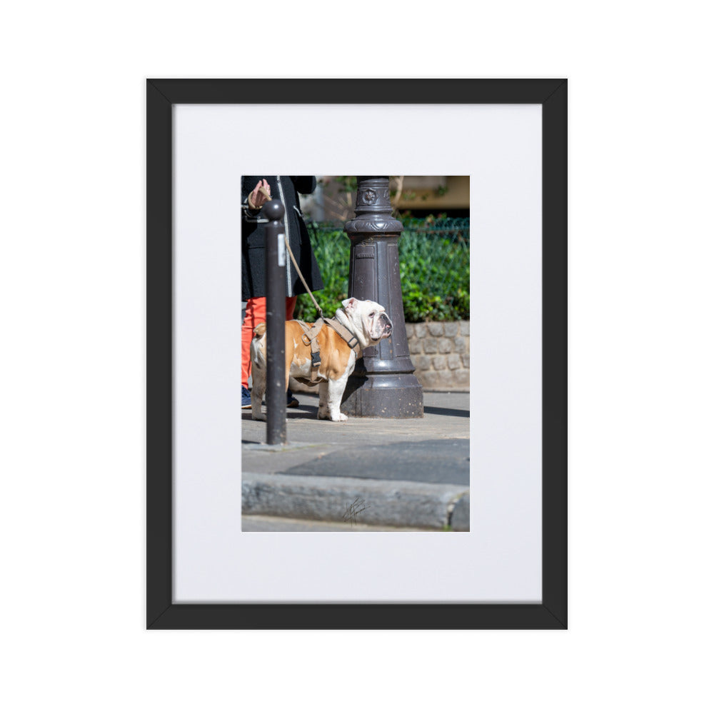 Photographie d'un Bulldog Anglais en promenade avec sa propriétaire, évoquant une scène chaleureuse et un lien profond entre l'homme et le chien.