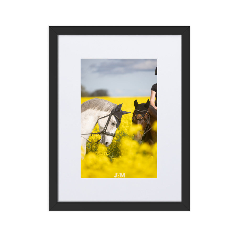 Photographie 'Complicité Champêtre' de Julien Arnold Movie, capturant un moment tendre entre deux chevaux dans un champ fleuri, évoquant la sérénité et l'harmonie.