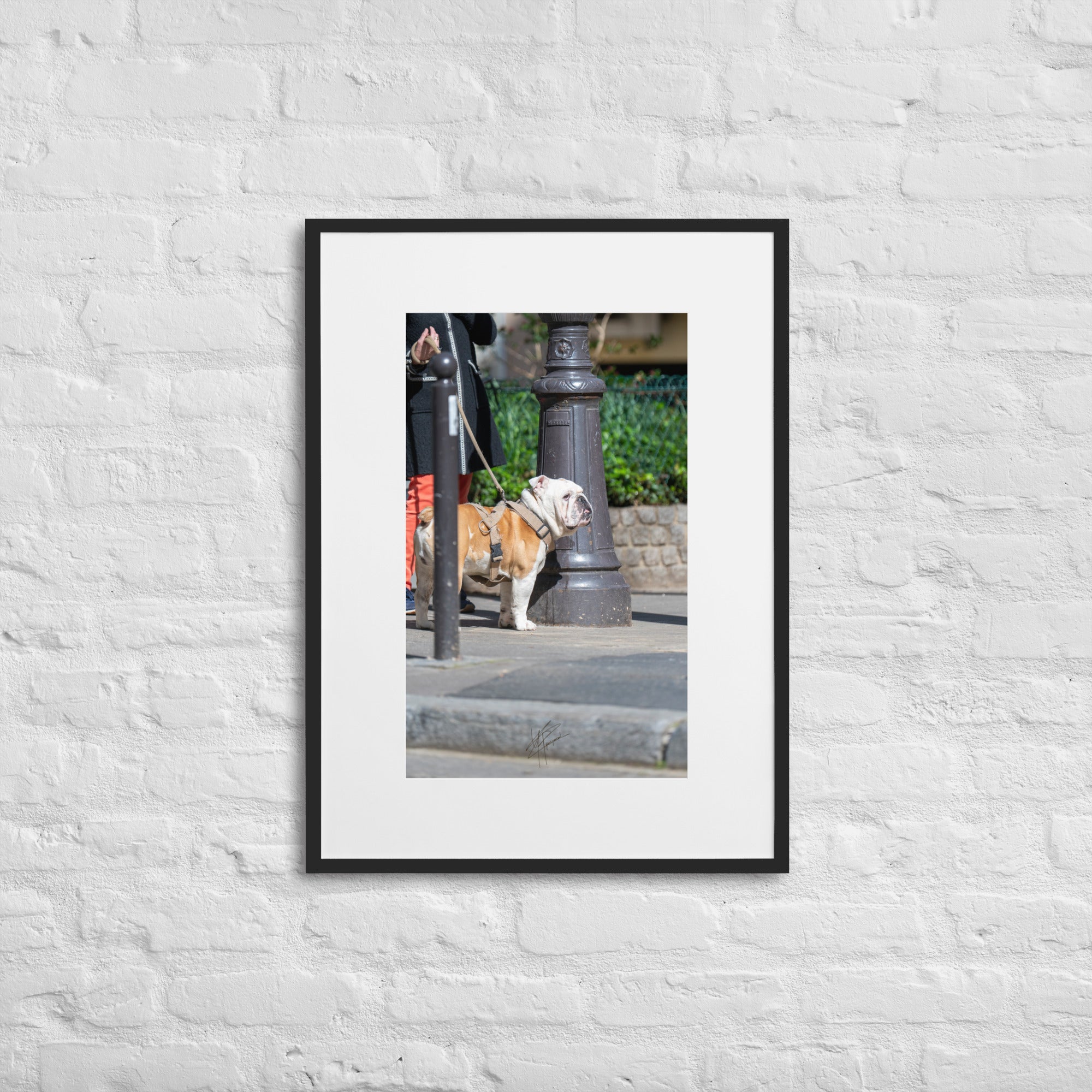 Photographie d'un Bulldog Anglais en promenade avec sa propriétaire, évoquant une scène chaleureuse et un lien profond entre l'homme et le chien.