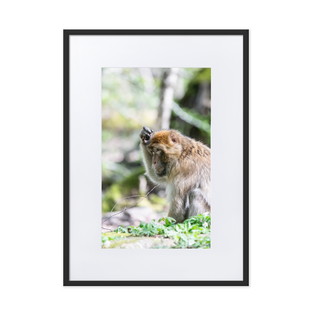 Poster mural - Macaque de barbarie N02 – Photographie Animal – Poster photographie, photographie murale et des posters muraux unique au monde. La boutique de posters créée par Yann Peccard un Photographe français.