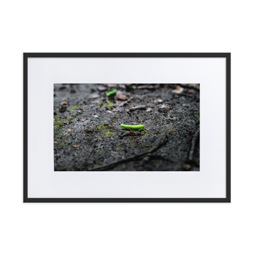 Photographie de poster unique mettant en vedette une chenille verte vibrant sur un arrière-plan doux et naturel.