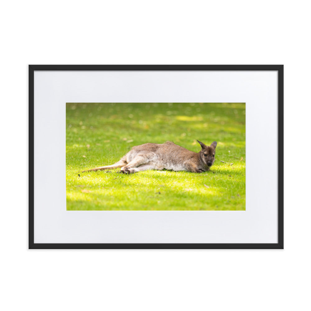 Poster animalier mettant en vedette un wallaby de Bennett reposant paisiblement dans son environnement naturel.