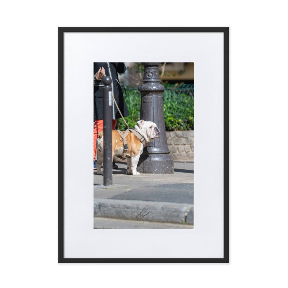 Photographie d'un Bulldog Anglais en promenade avec sa propriétaire, évoquant une scène chaleureuse et un lien profond entre l'homme et le chien.