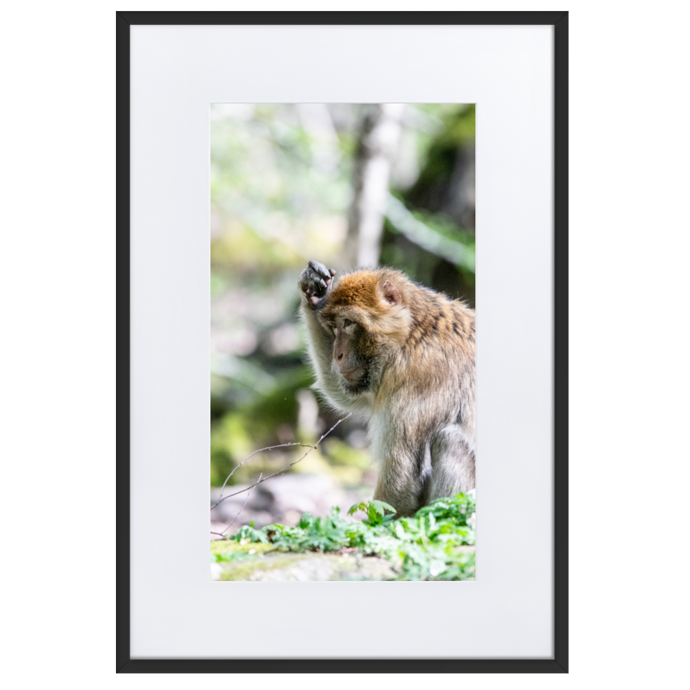 Poster mural - Macaque de barbarie N02 – Photographie Animal – Poster photographie, photographie murale et des posters muraux unique au monde. La boutique de posters créée par Yann Peccard un Photographe français.