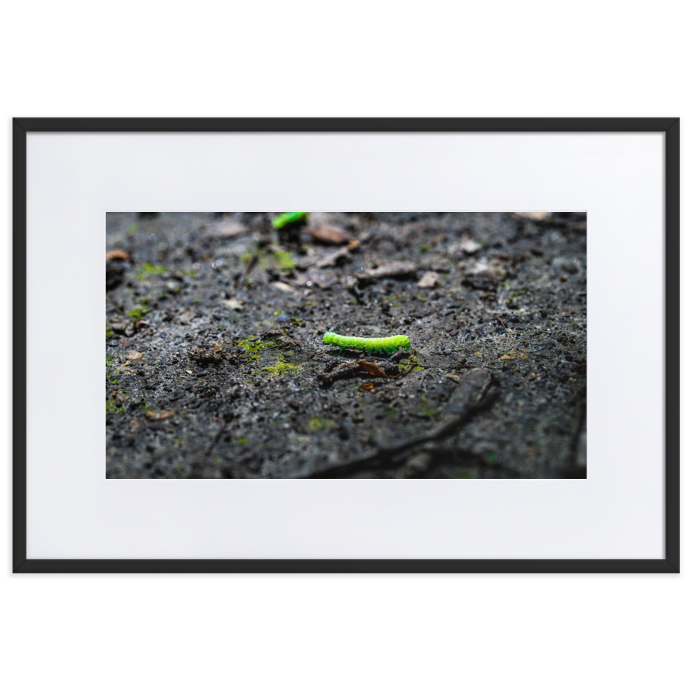 Photographie de poster unique mettant en vedette une chenille verte vibrant sur un arrière-plan doux et naturel.