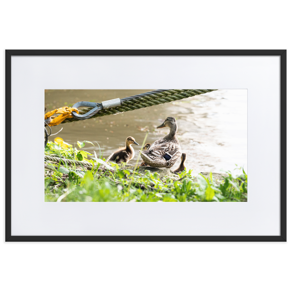 Poster de photographie d'une maman canard avec ses petits au bord de la Seine à Villeneuve-Saint-Georges.