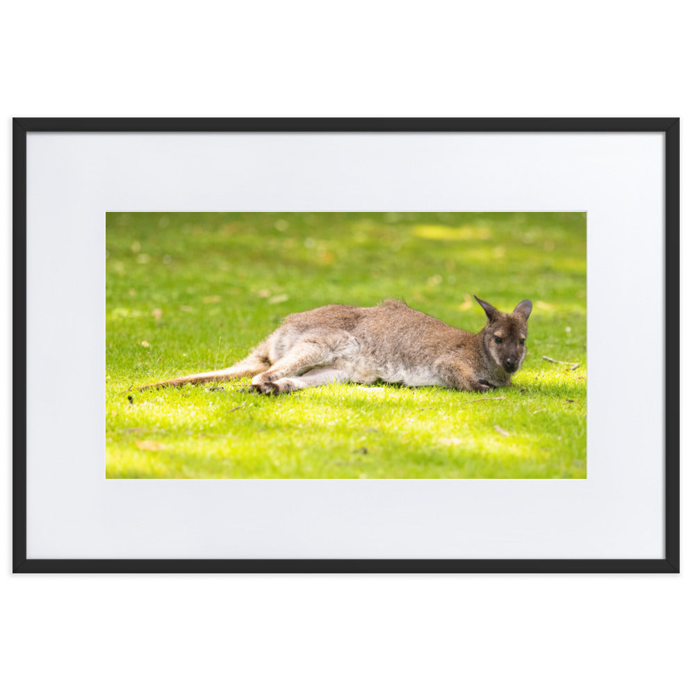 Poster animalier mettant en vedette un wallaby de Bennett reposant paisiblement dans son environnement naturel.