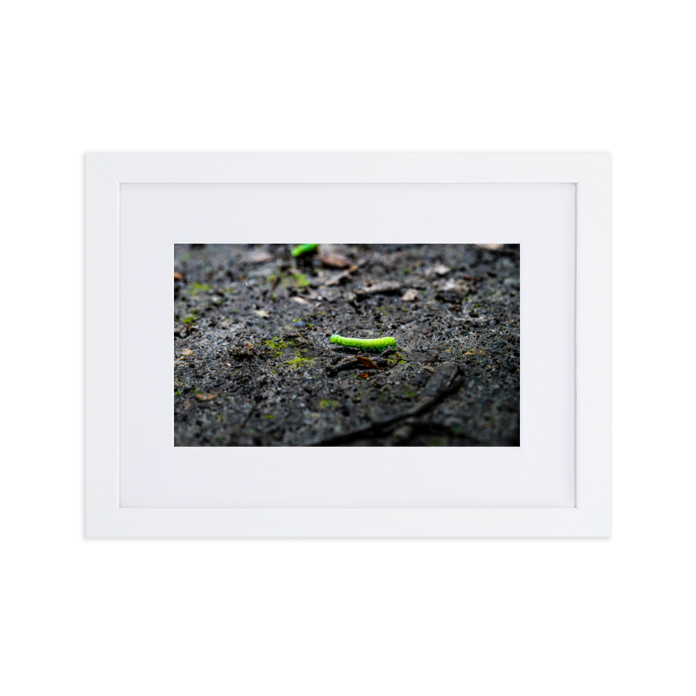 Photographie de poster unique mettant en vedette une chenille verte vibrant sur un arrière-plan doux et naturel.