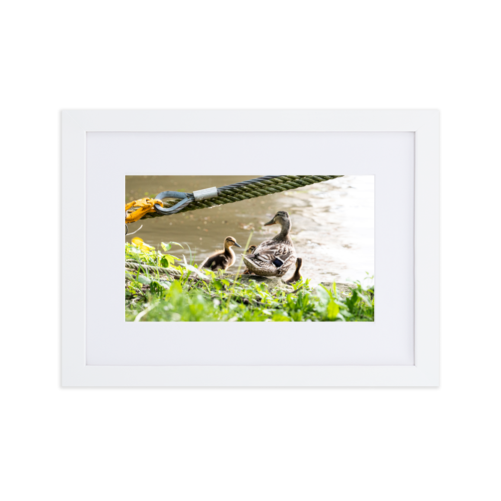 Poster de photographie d'une maman canard avec ses petits au bord de la Seine à Villeneuve-Saint-Georges.