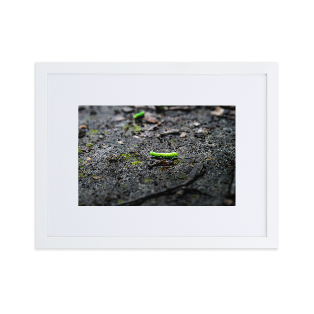 Photographie de poster unique mettant en vedette une chenille verte vibrant sur un arrière-plan doux et naturel.