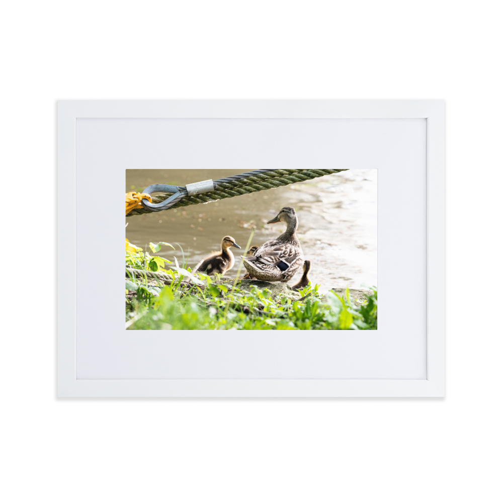 Poster de photographie d'une maman canard avec ses petits au bord de la Seine à Villeneuve-Saint-Georges.