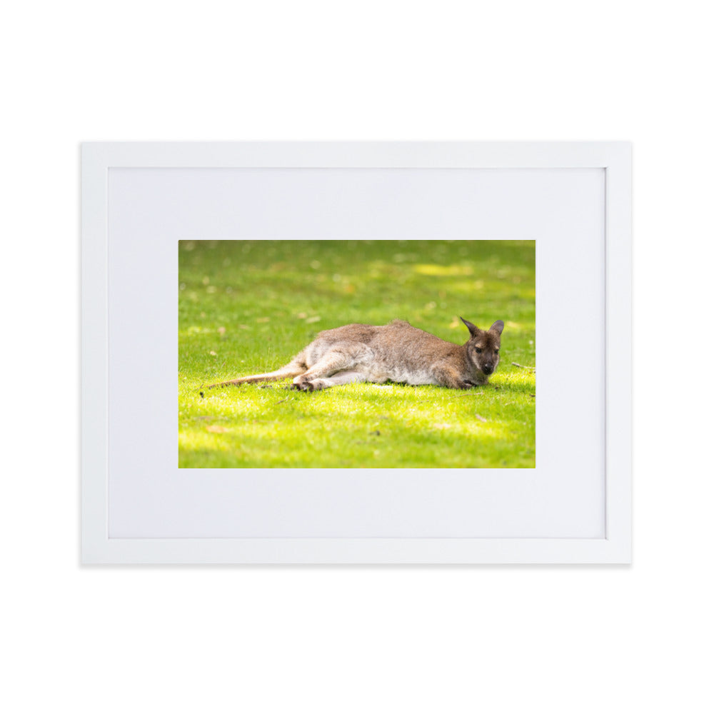 Poster animalier mettant en vedette un wallaby de Bennett reposant paisiblement dans son environnement naturel.