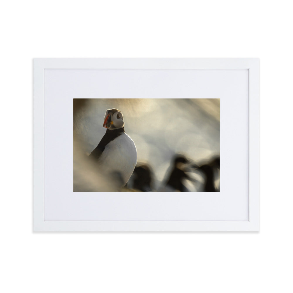 Photographie 'The Puffin's Game' de Laurent Echenoz, capturant un moment intime avec un Macareux moine, présentée dans un cadre élégant.