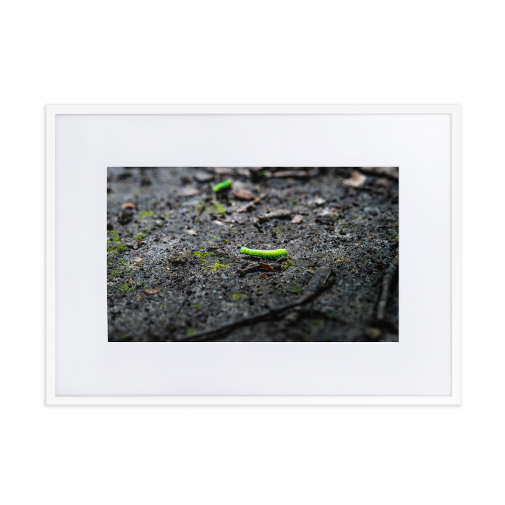 Photographie de poster unique mettant en vedette une chenille verte vibrant sur un arrière-plan doux et naturel.