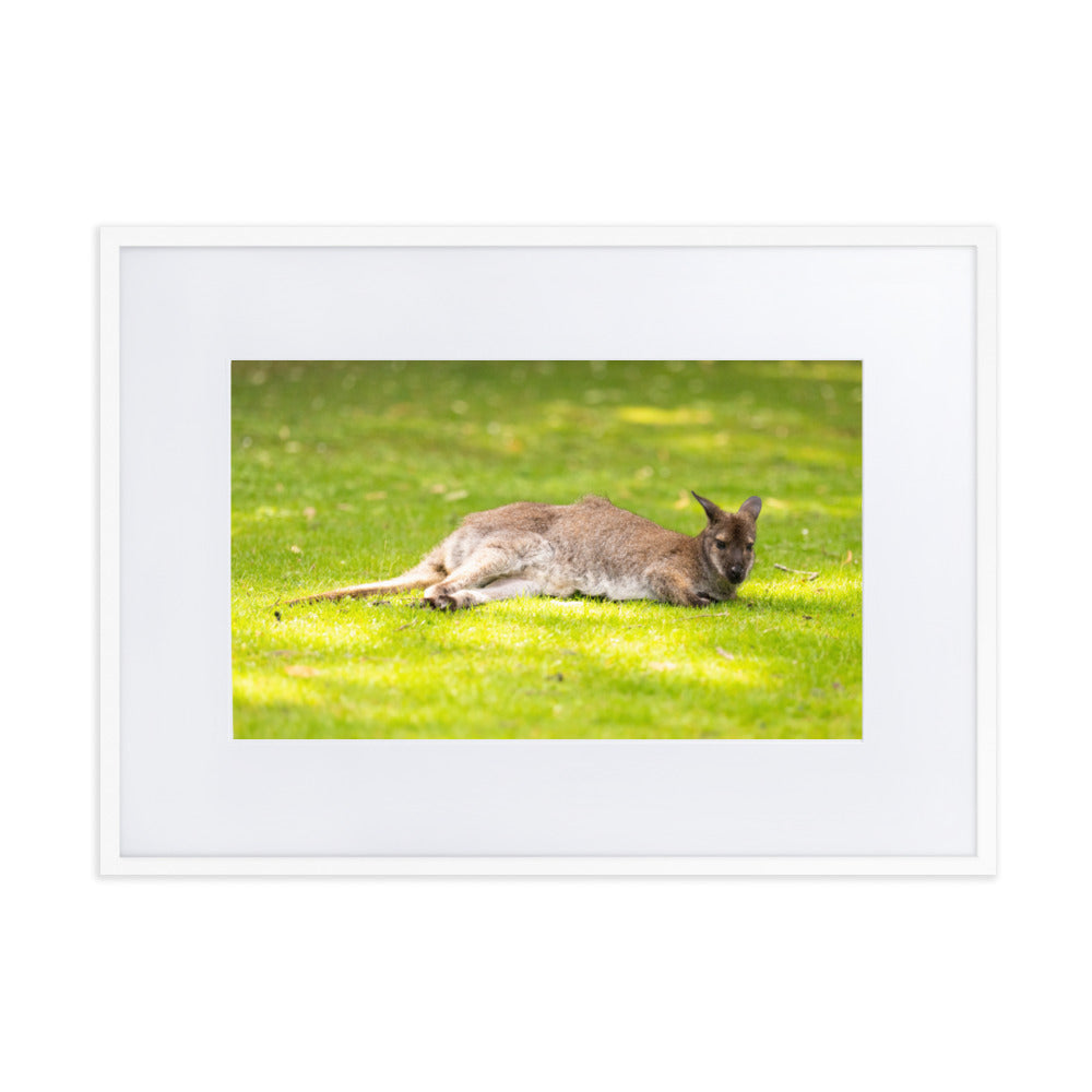 Poster animalier mettant en vedette un wallaby de Bennett reposant paisiblement dans son environnement naturel.